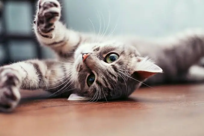 Fun cat facts and behaviour - grey tabby cat